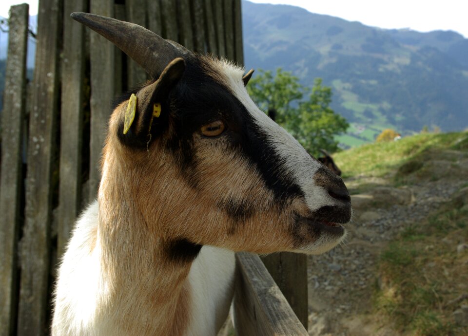 Dwarf goat livestock cute