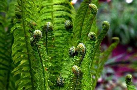 Forest leaf fern nature