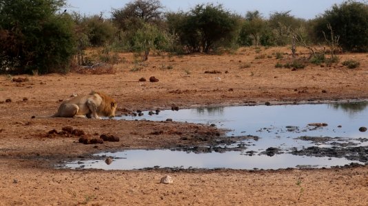 Lion photo