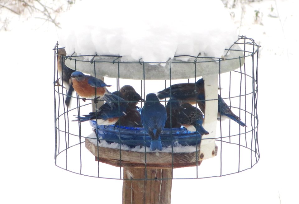 Bowl of Bluebirds I