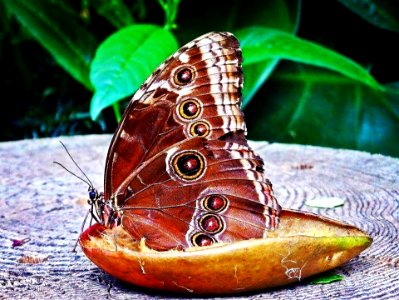 Butterfly rest stop