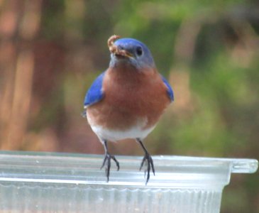 Bluebird with Dried Mealworm photo