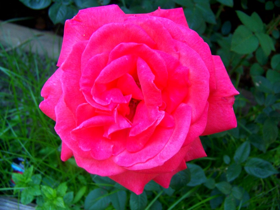 flora bright pink rose