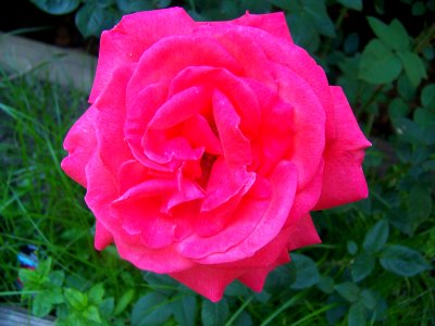 flora bright pink rose