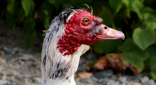 Muscovy Duck. Swansea Dam. Swansea, MA