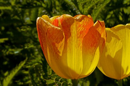 Red border flower structure