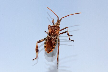 Nature crawl beetle