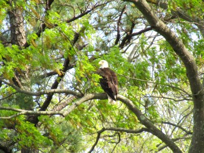 bird eagle in tree2 photo