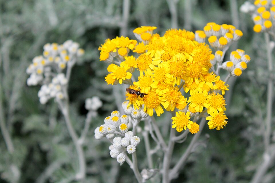 Flowers of wormwood closeup plants of turkey