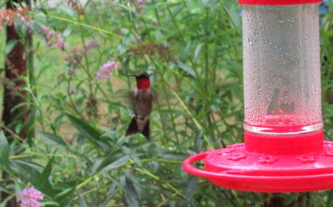bird hovering hummingbird photo