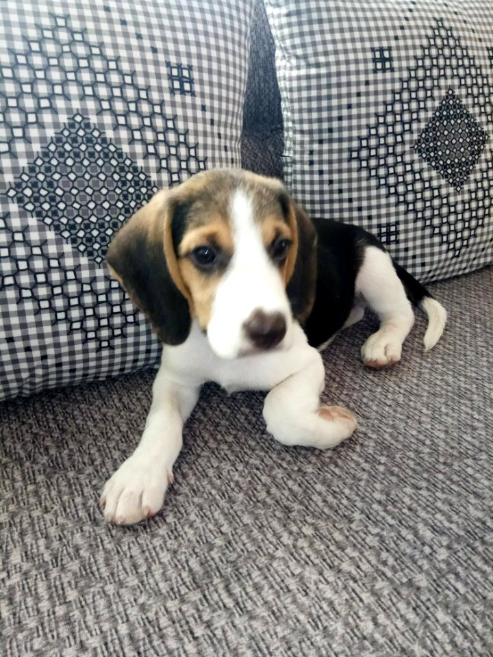Beagle