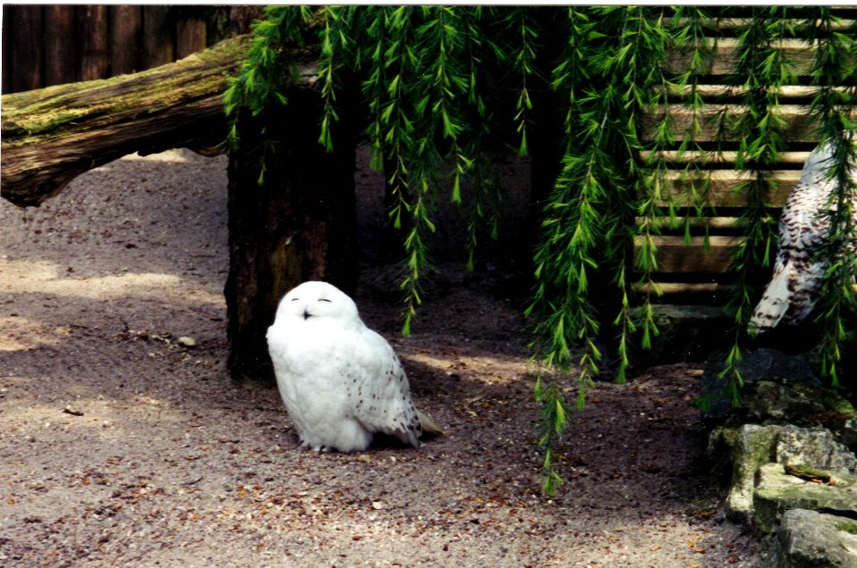 bel paradisio snowy owl