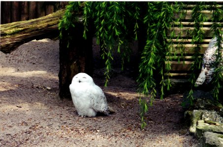 bel paradisio snowy owl photo