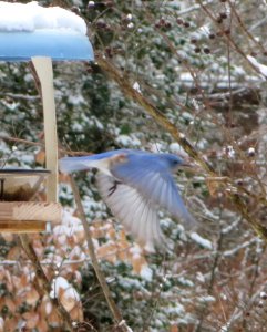 Bluebird Flying in Snow photo