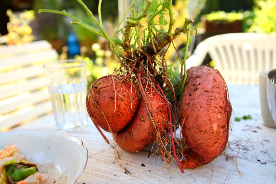Sweet-potato sweetpotatoe self catering