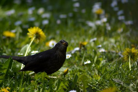 Amsel (5) 25.04.20
