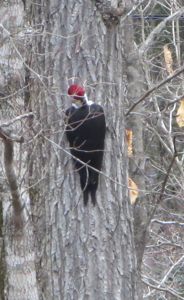pileated woodpecker