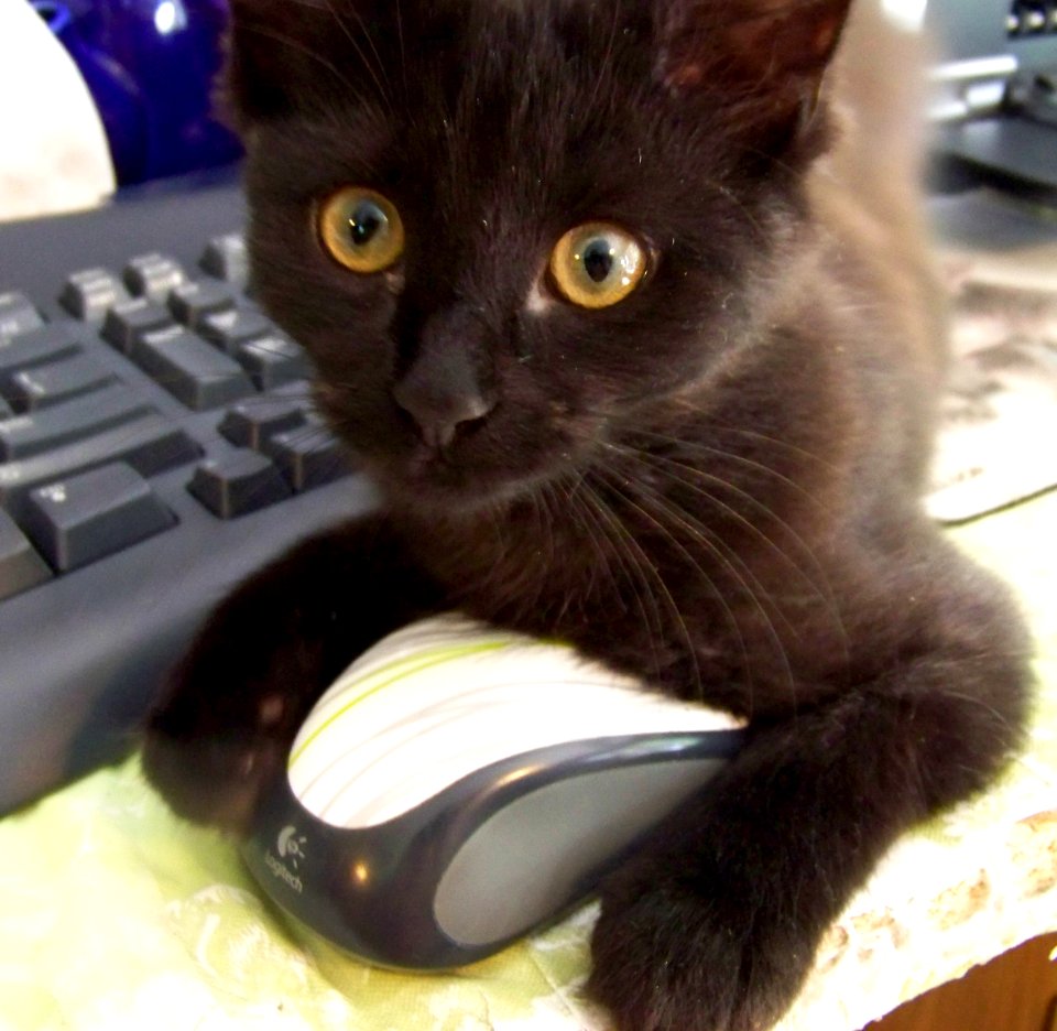 misc black kitten and 'mouse'