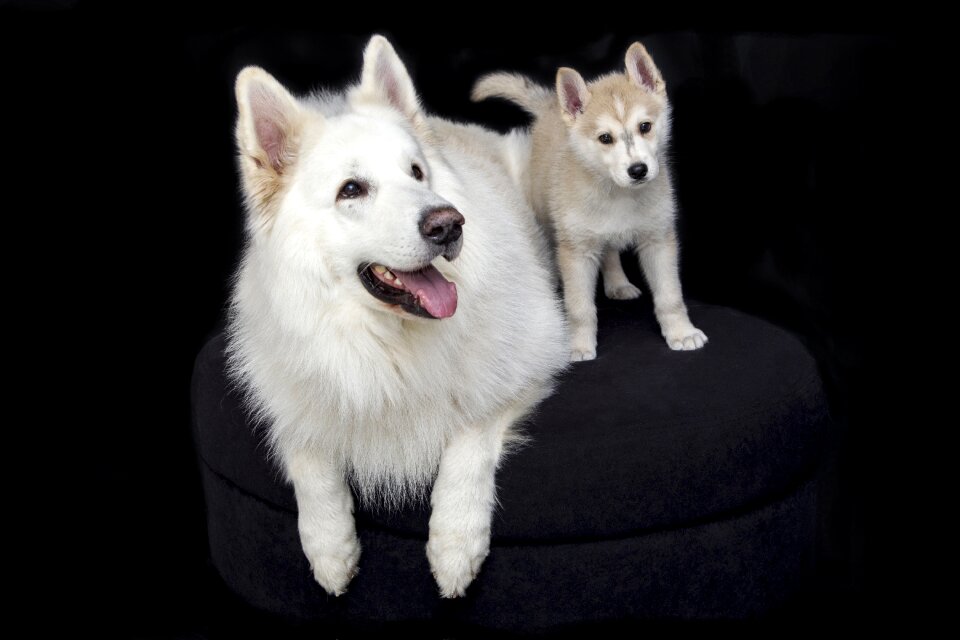 Animals dogs puppy