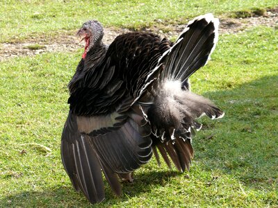Animal farm poultry