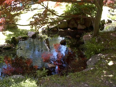 may reflections in pond photo