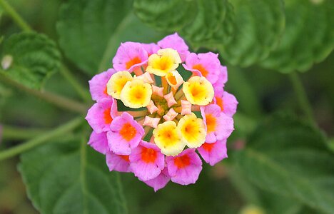 Tribe shrubs flowering shrubs