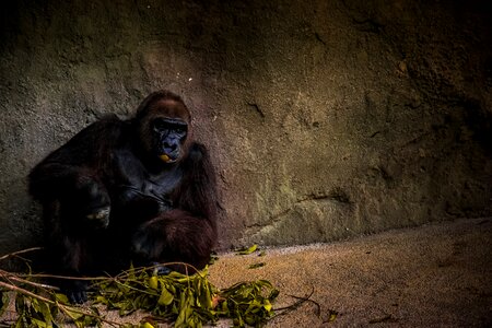 Gorilla wild animal wildlife