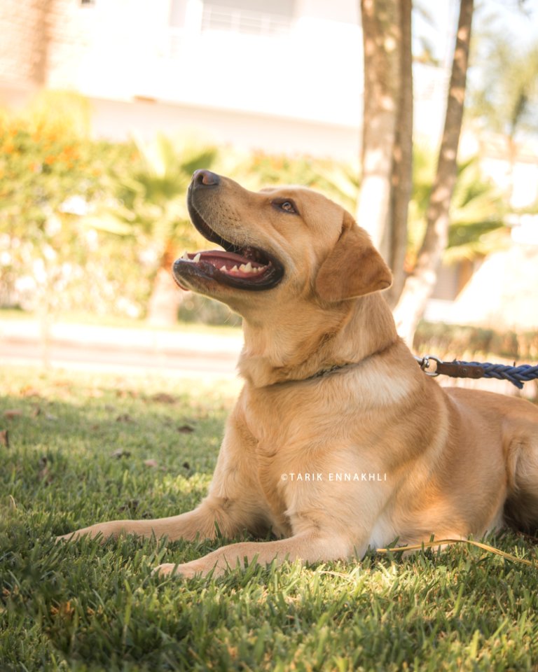 Labrador SUNNY photo