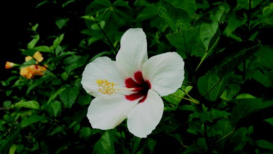 1015 白花大紅花