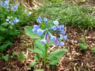 flora virginia bluebells photo