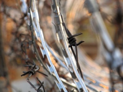 The barbed wire photo