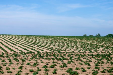 Planted field photo