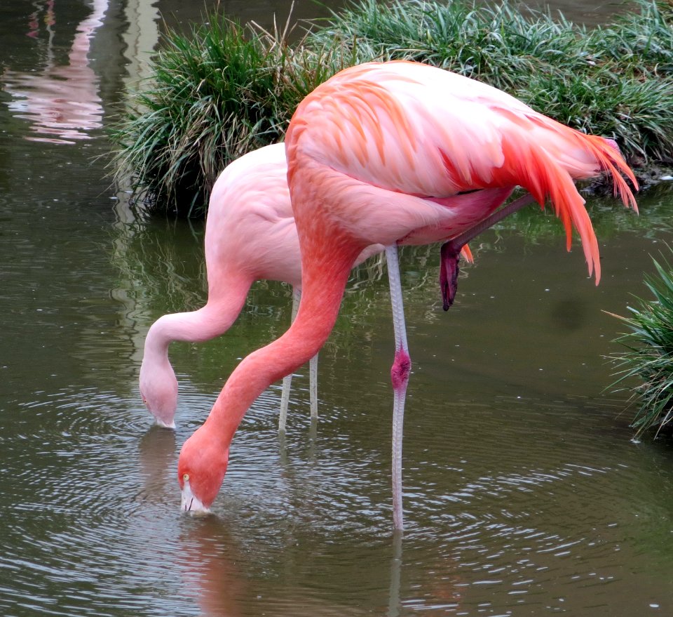 fauna flamingos2