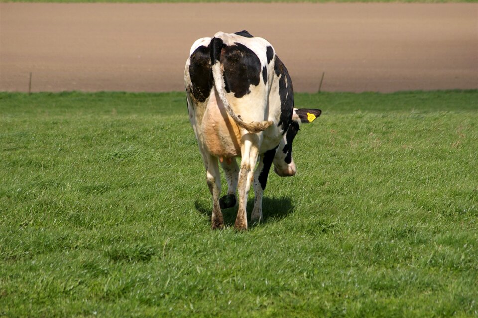 Bait the udder alone