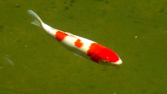 錦鯉