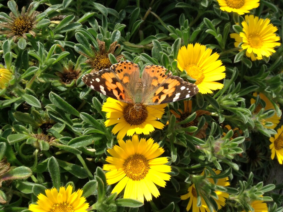 Butterfly flowers insect