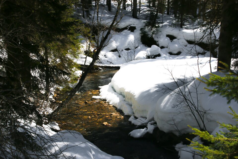 Nature winter dream winter forest