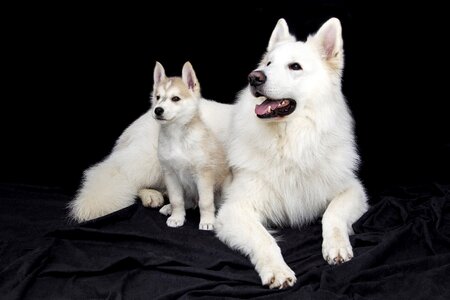 Animals puppy doggy