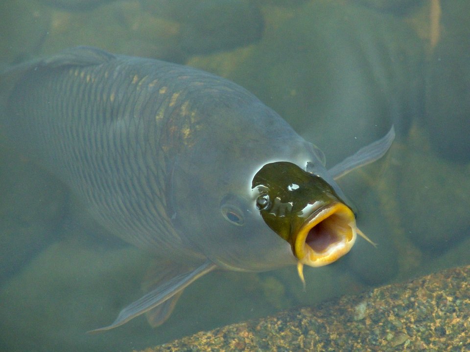 0934 鯉魚