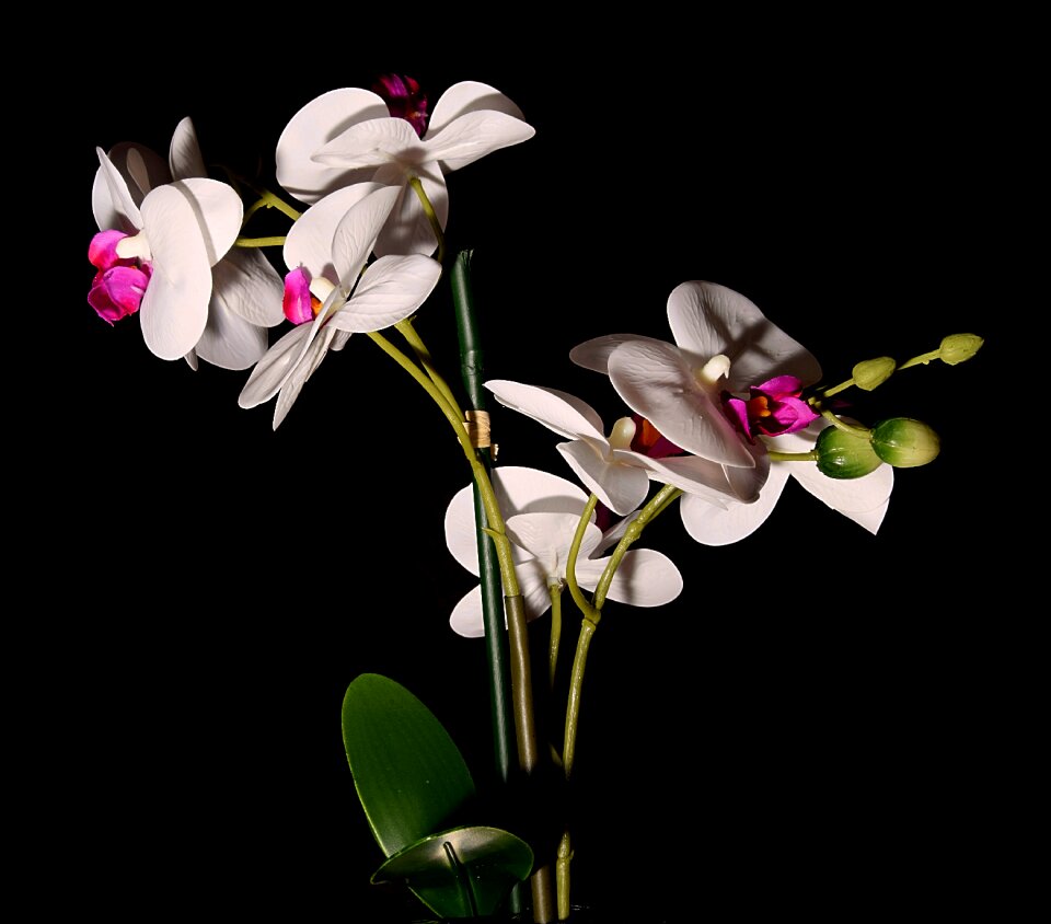 Orchid flower close up