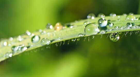 Dewdrop green drop of water photo