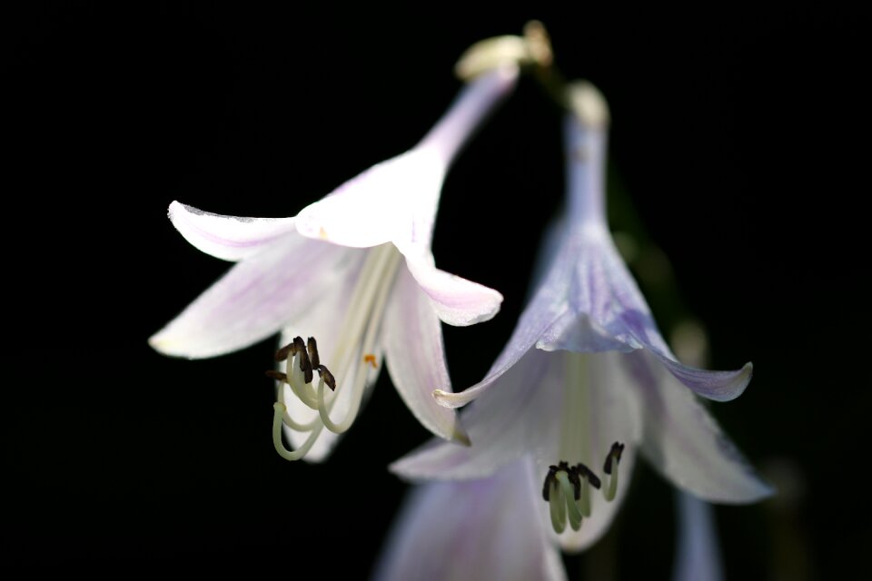 Forest flowers landscape
