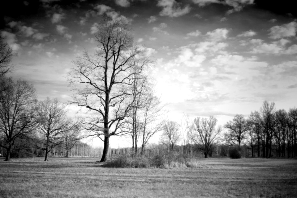 Stupinigi park. Best viewed large.