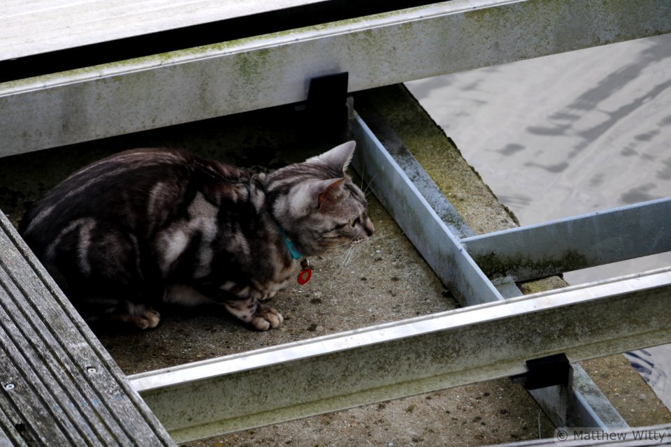 Cat on a pier @ 250mm
