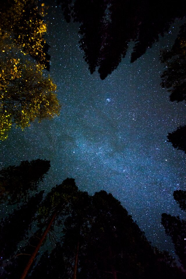 Sky stars trees photo