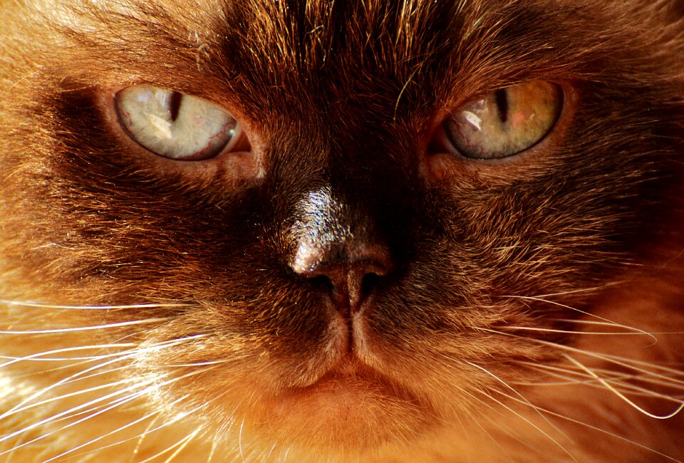 Breed cat british short hair
