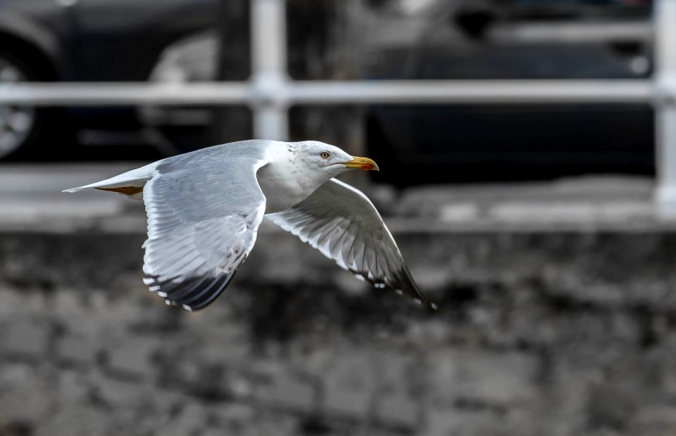 Gaviota patiamarilla