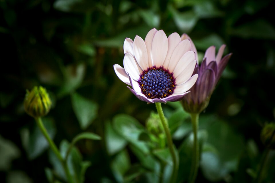 Flower white blue violet