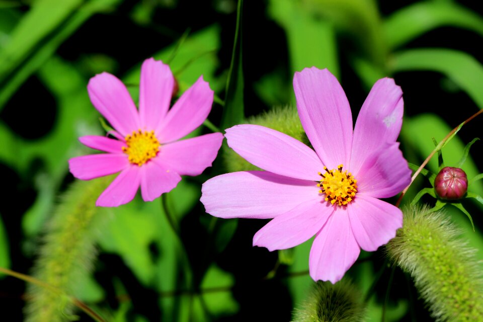 Forest flowers landscape
