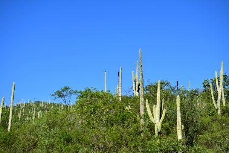 Landscape full of cactus photo